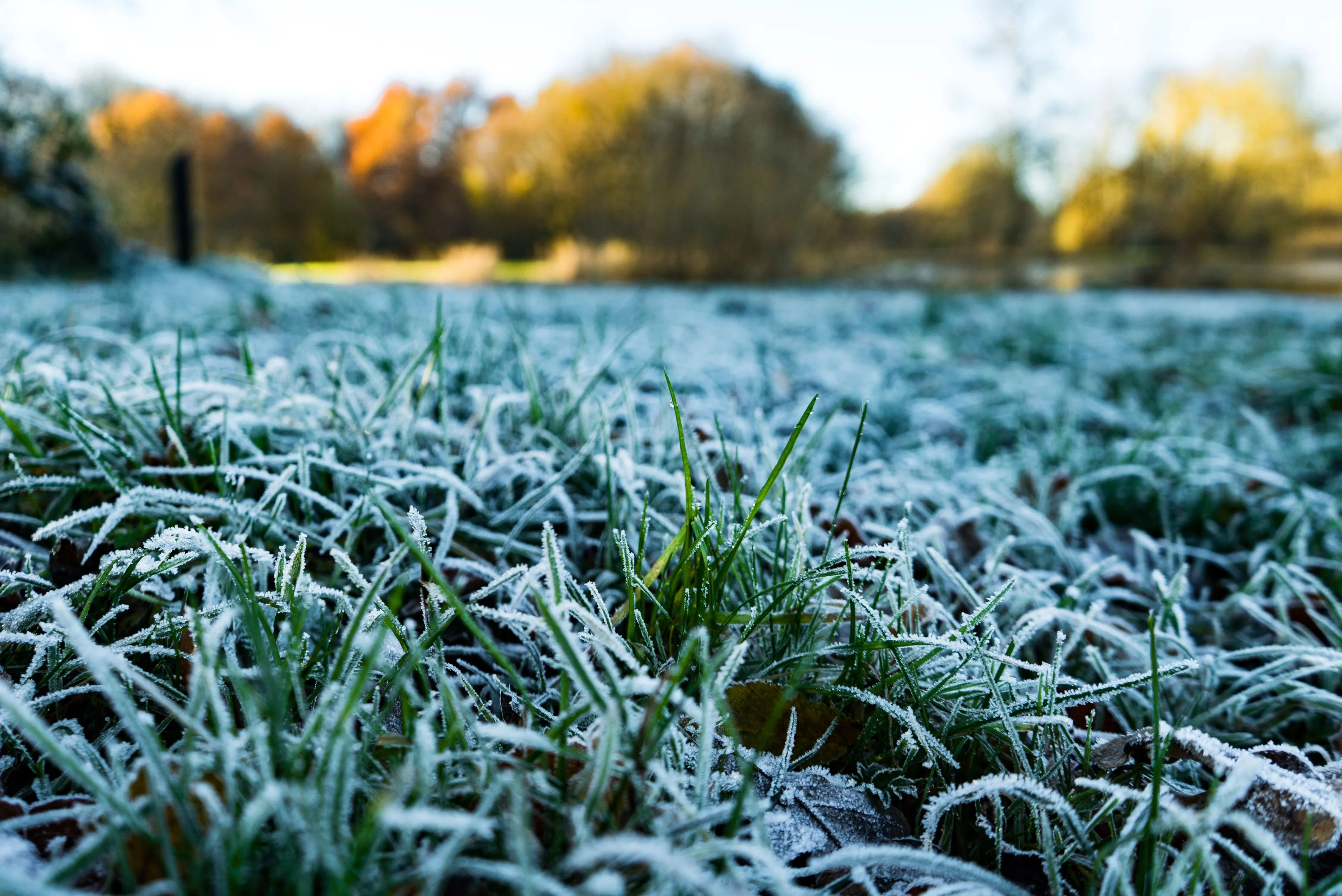 Preparing for Winter Part 2: How to Prepare Your Landscape for the Cold Weather