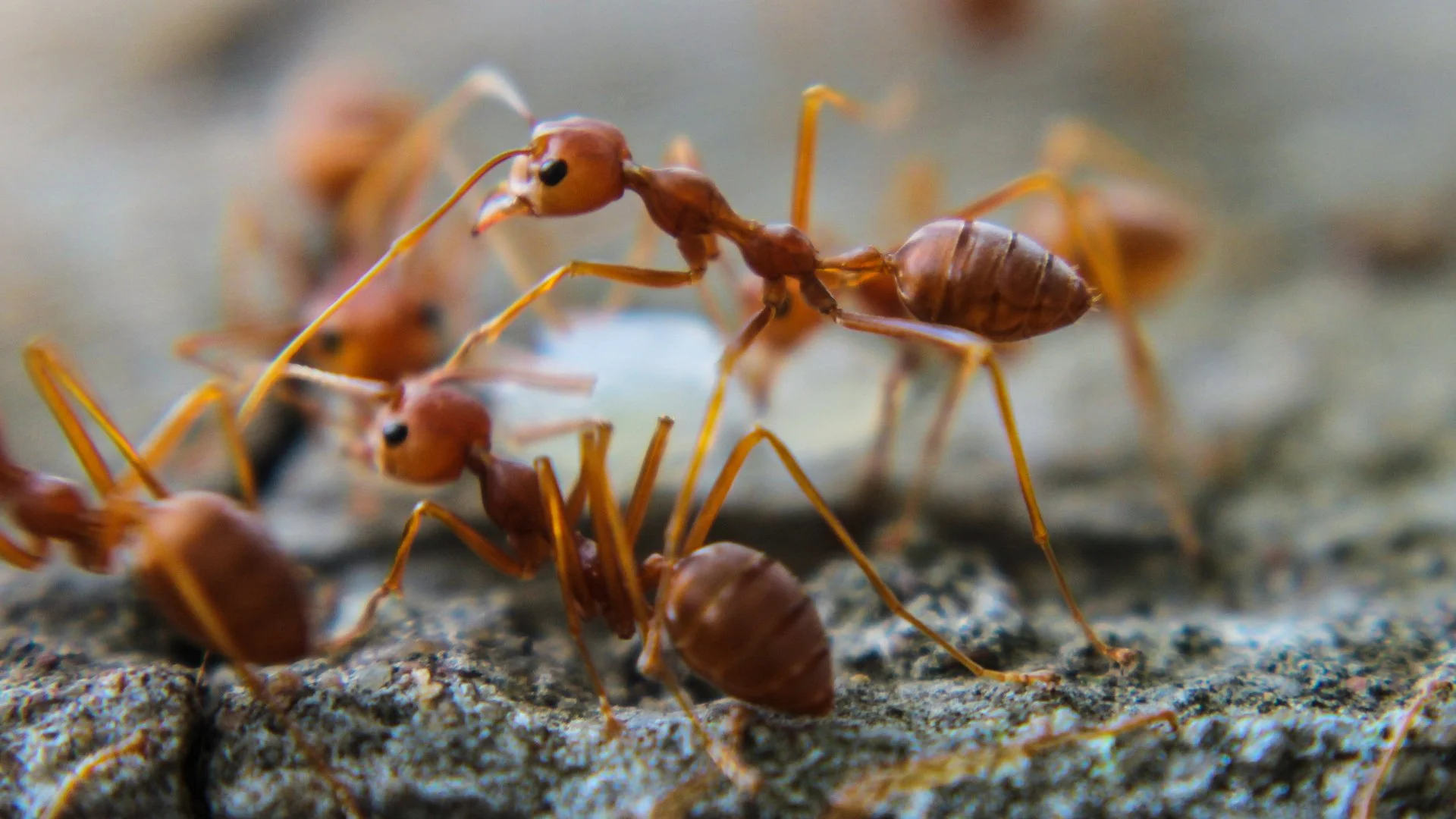How to Tell Fire Ants From Other Ants