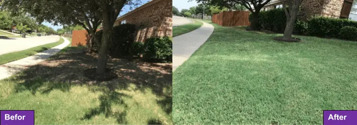 What Is a Fescue Lawn