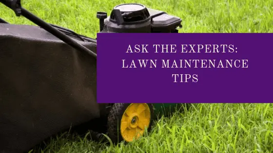 Ask The Experts: Good Lawn Maintenance