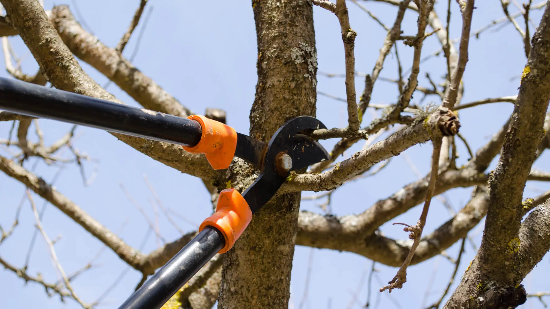 The Top 10 Benefits of Professional Tree Trimming