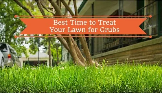 The Best Time To Treat Your Lawn For Grubs