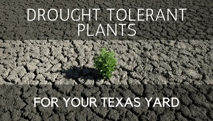Drought Tolerant Plants, Grass and Trees for Your Texas Yard