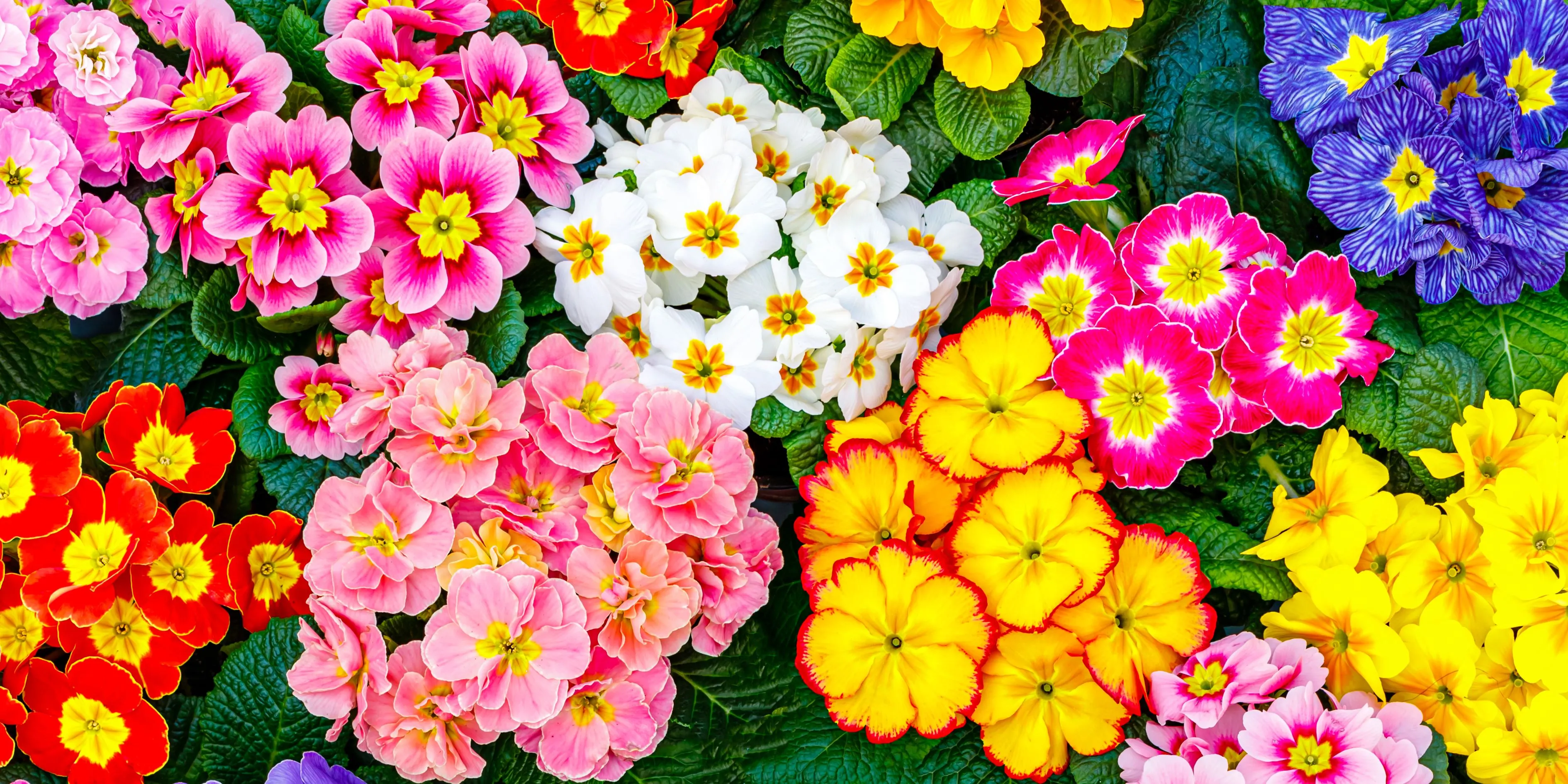 10 Flowers to Consider Planting This Spring