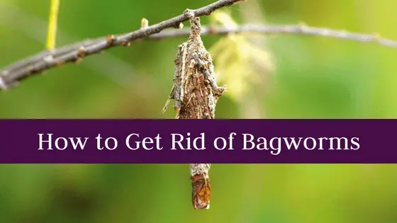How to Get Rid of Bagworms