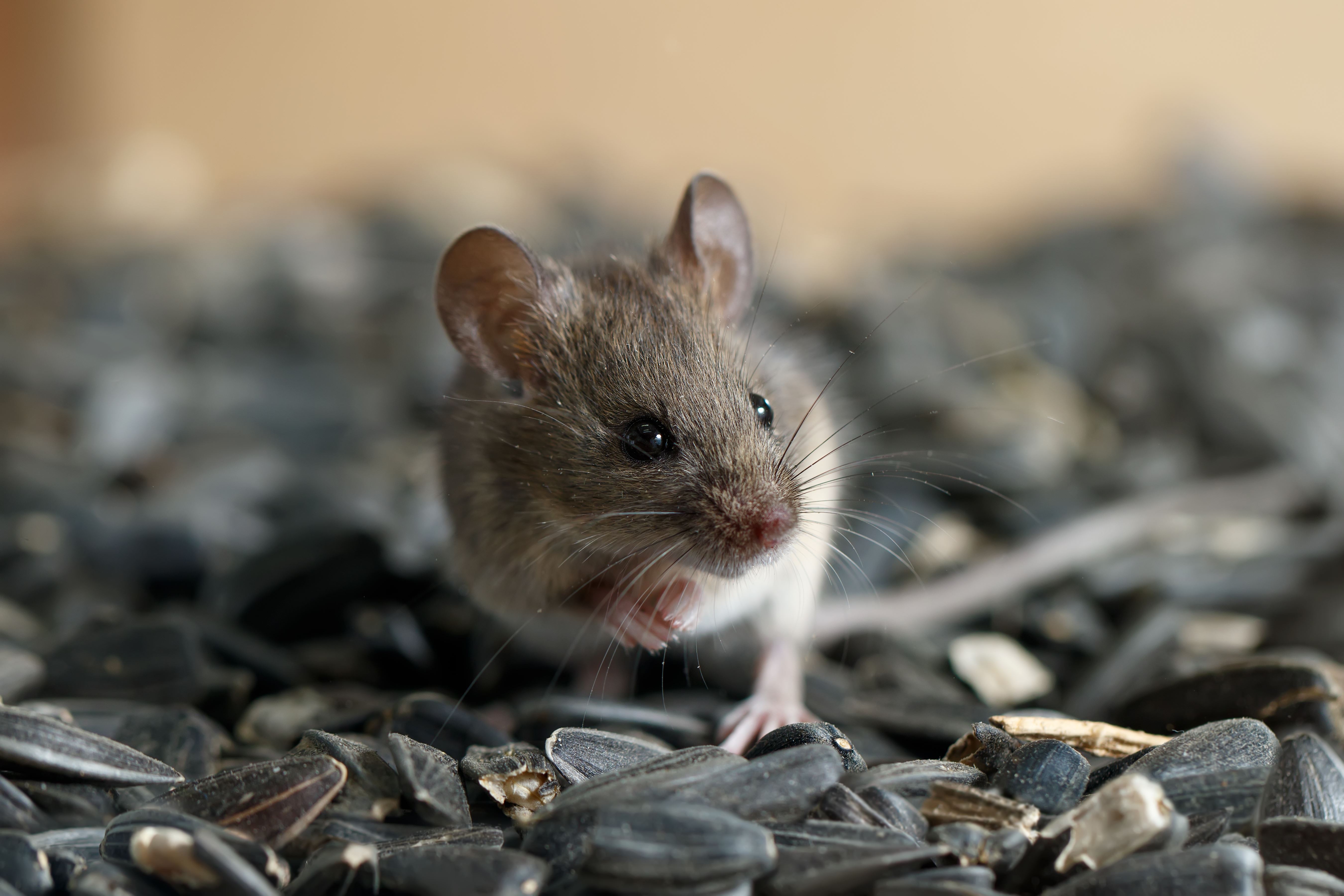 How to Keep Rodents from Chewing on Electrical Wires This Winter