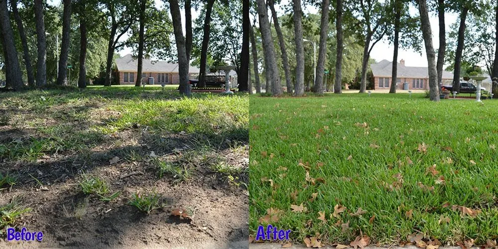 Is My Lawn Dying or Going Dormant?