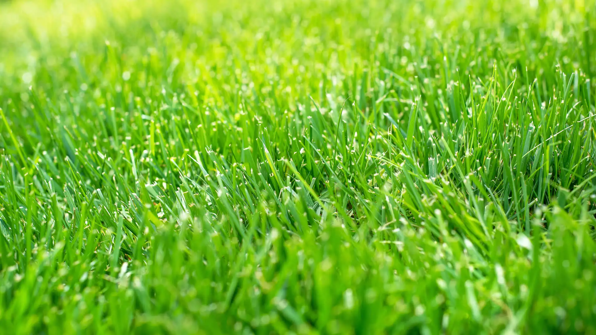 How to Maintain Your Green Lawn This Summer