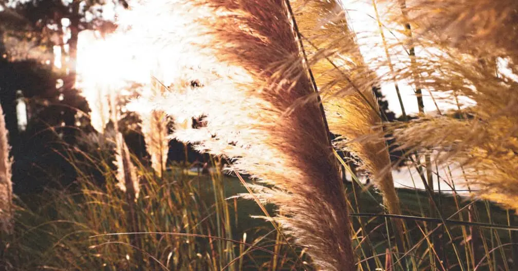 Everything You Need to Know About Pampas Grass