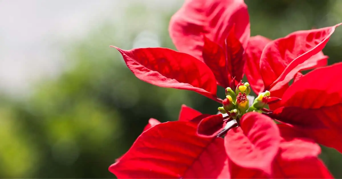 The History of the Poinsettia