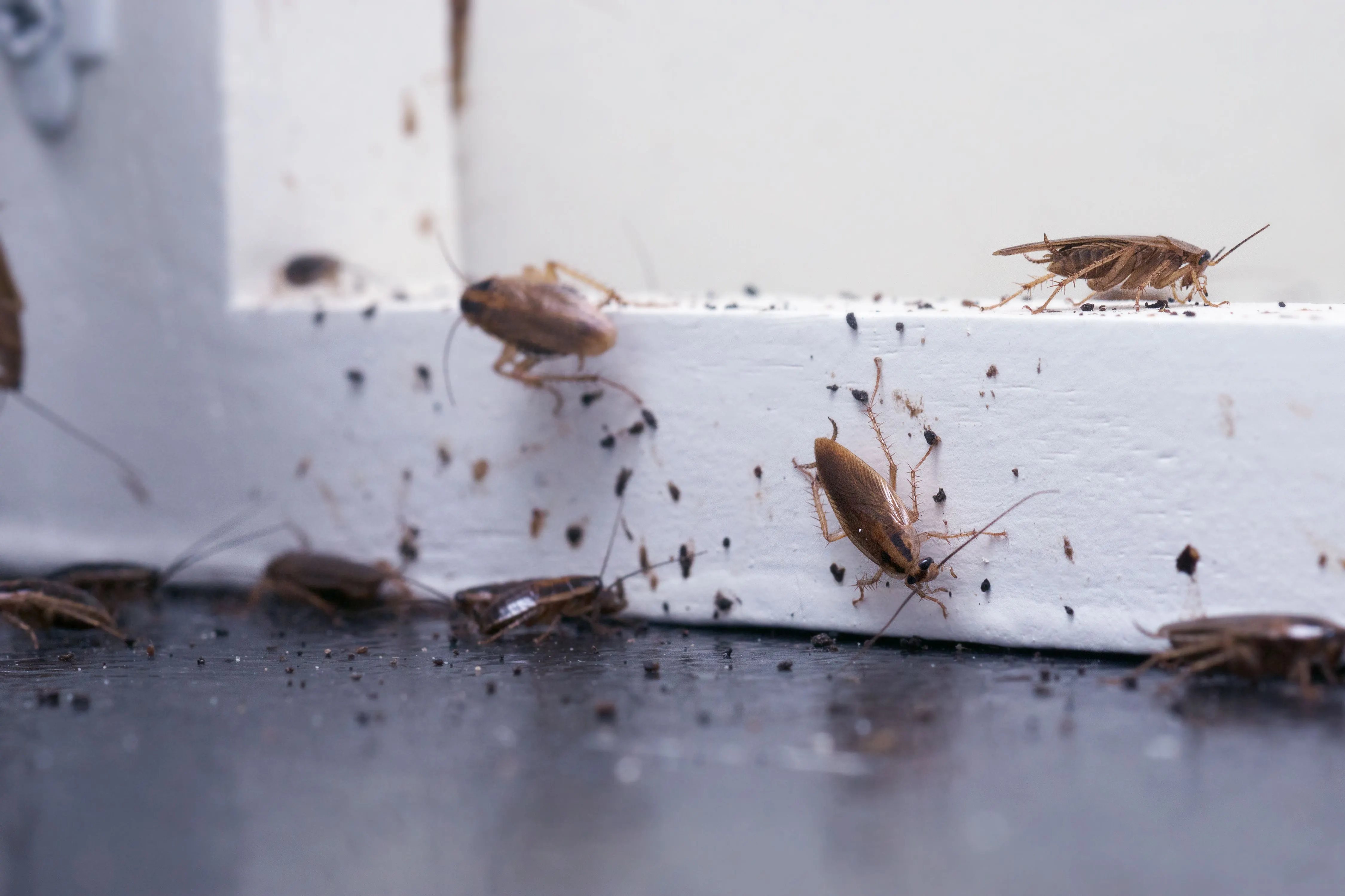 10 Tips to Prevent a Cockroach Infestation