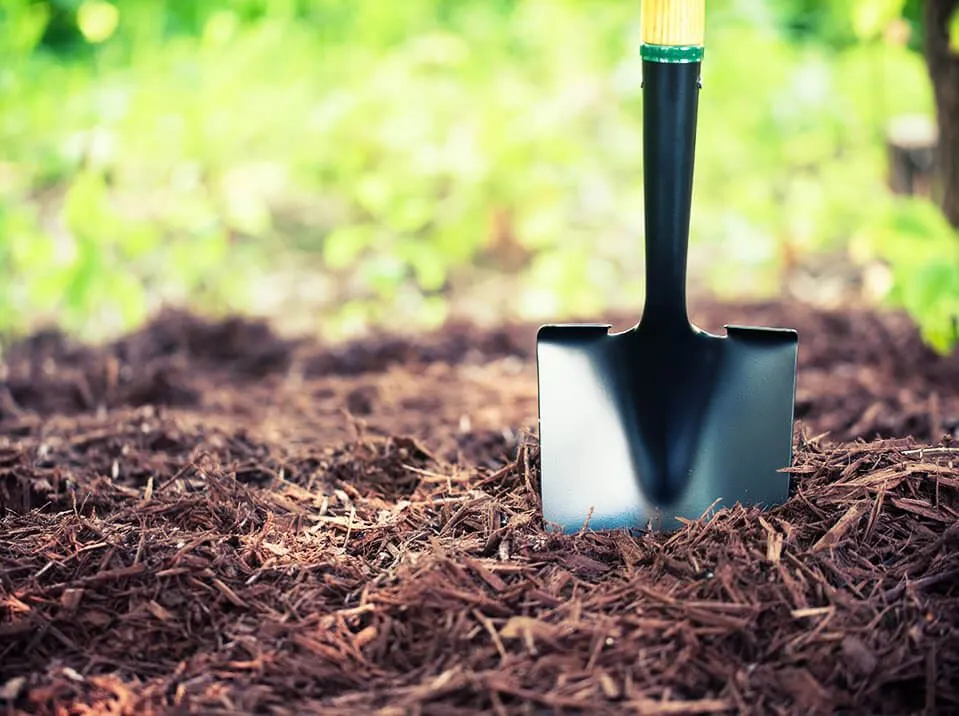 How to Properly Use Mulch in Your Yard