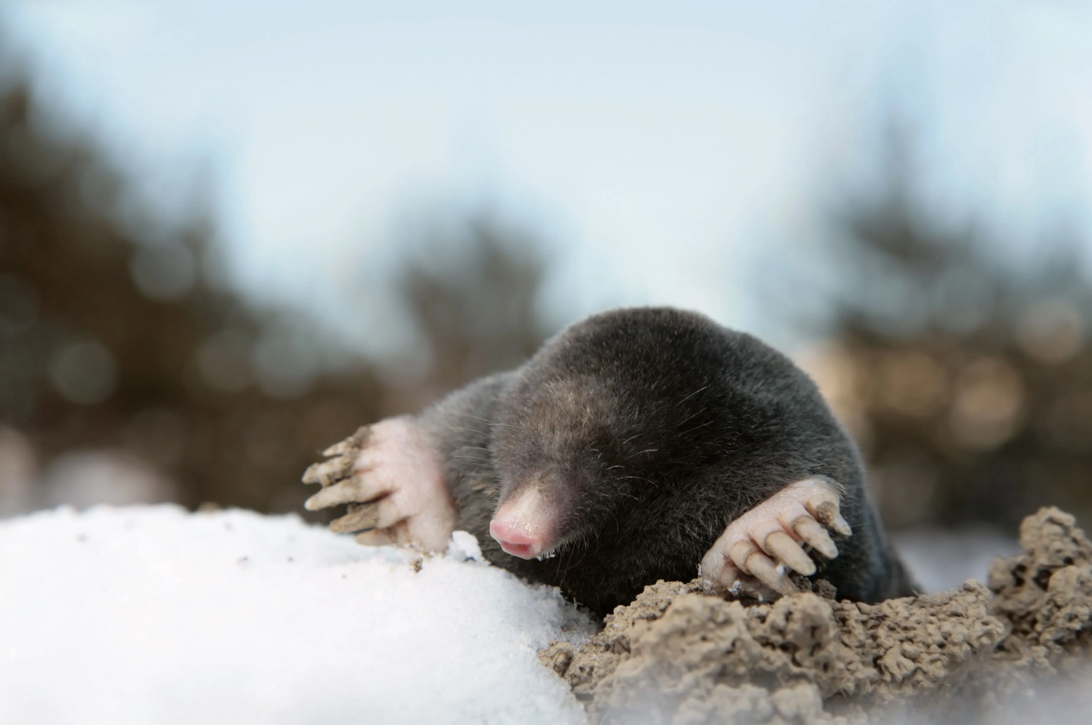 How to Protect Your Property from Moles This Winter