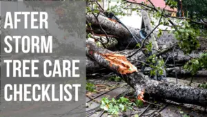 Storm Damaged Tree Care Checklist: How to Fix Your Post Storm Garden