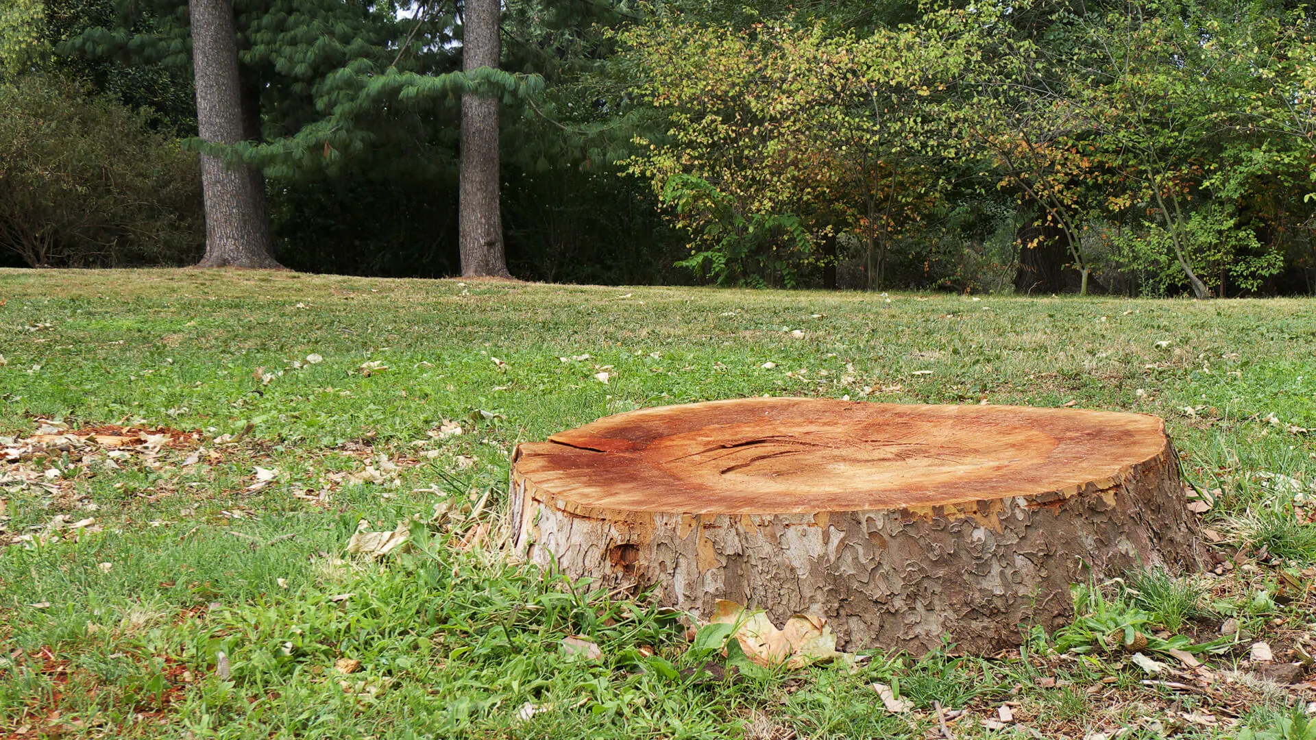 Stump Grinding vs. Removal: What’s the Difference?