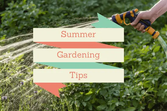 Summer Gardening Tips for North Central Texas