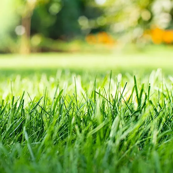 Three Things You Should Do to Your Lawn that You Probably Aren’t