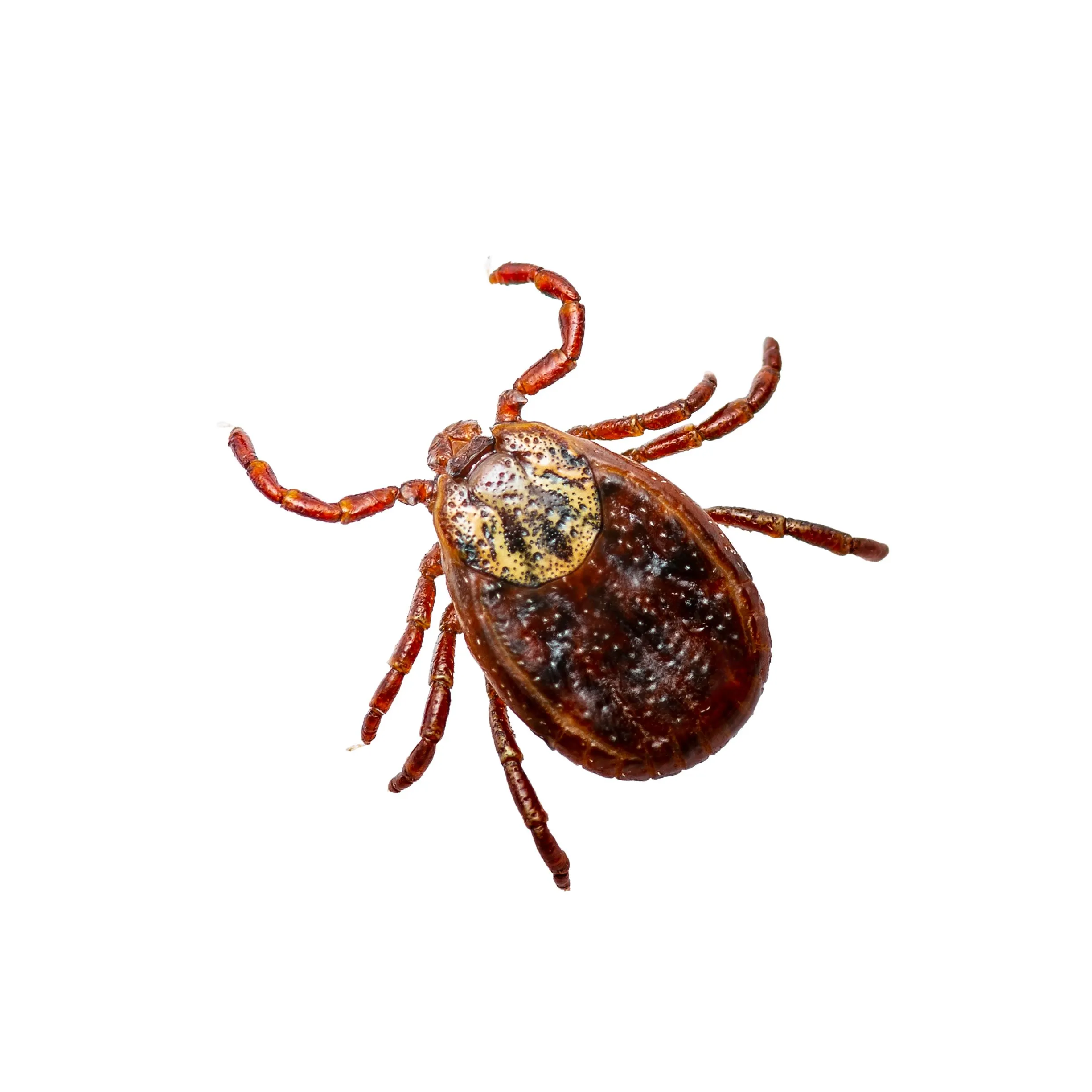 The Top Signs of a Tick Bite