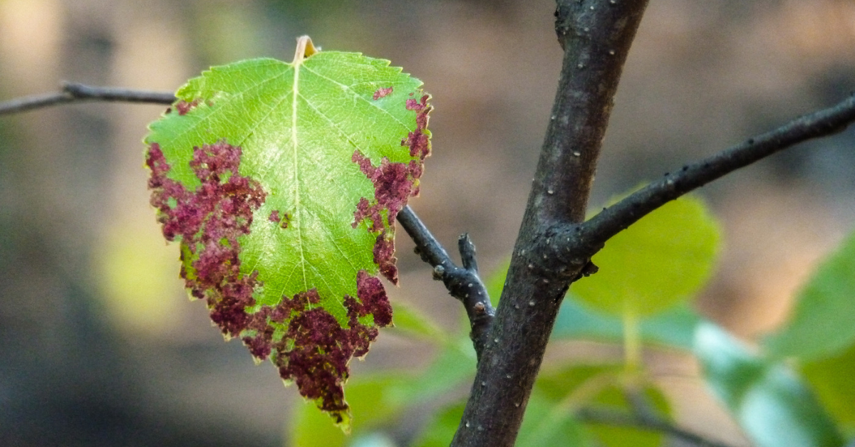 The Four Most Common Tree Diseases in North Texas