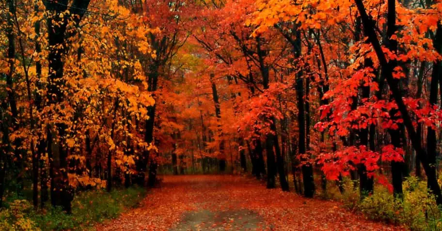 6 Trees with Vibrant Autumn Leaves
