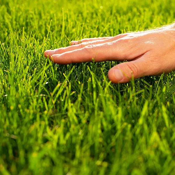 Four Characteristics That Define Bermuda Grass