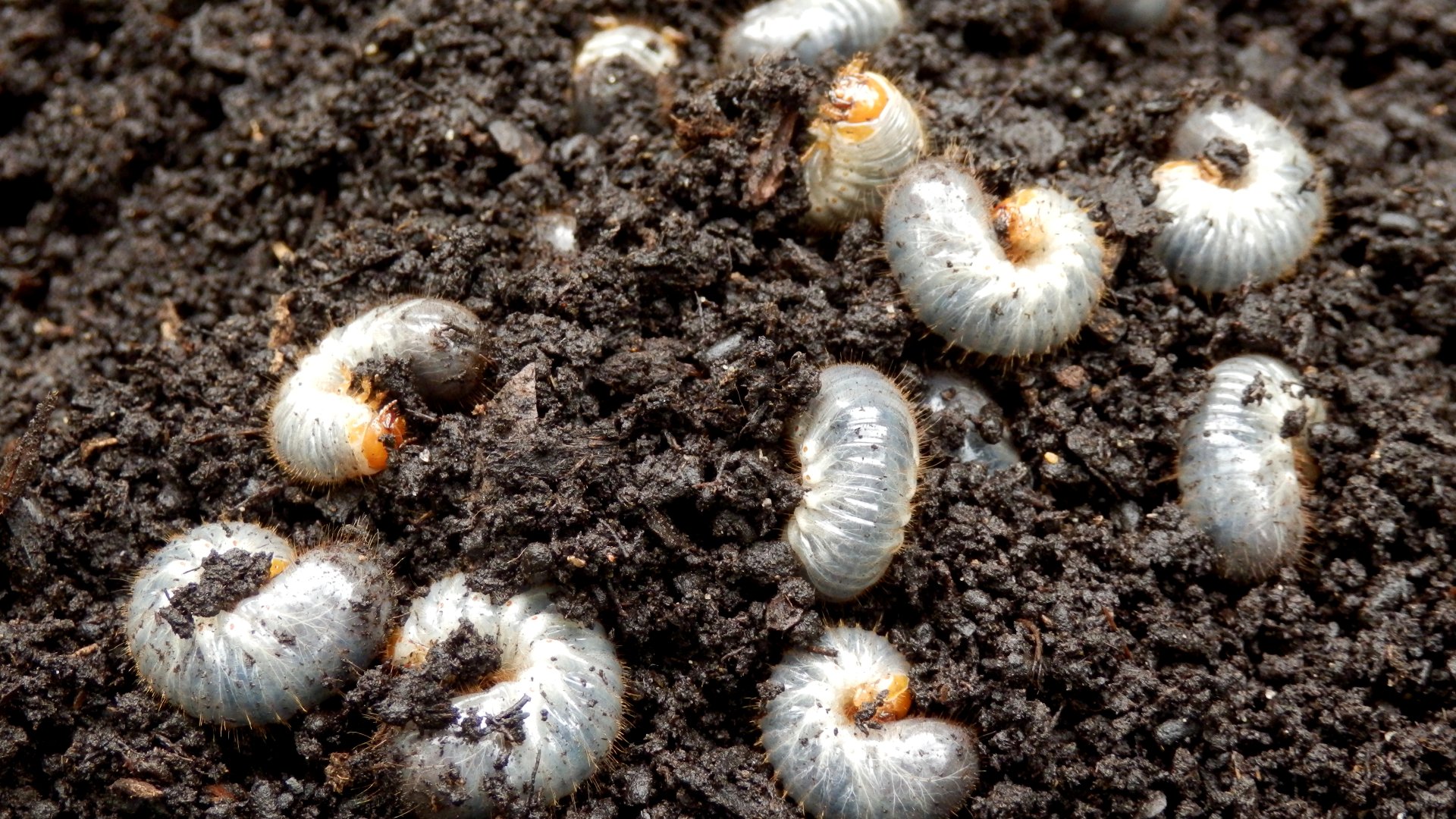What Are Grubs & How Do I Get Rid of Them?
