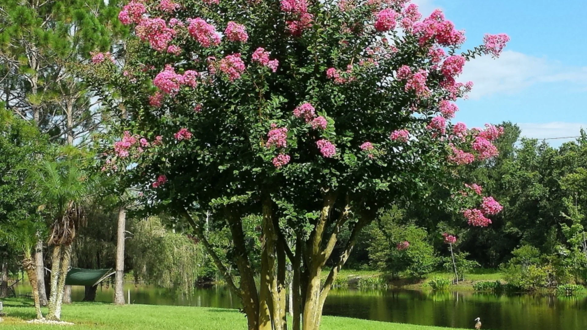 Should You Trim Crepe Myrtle Trees?