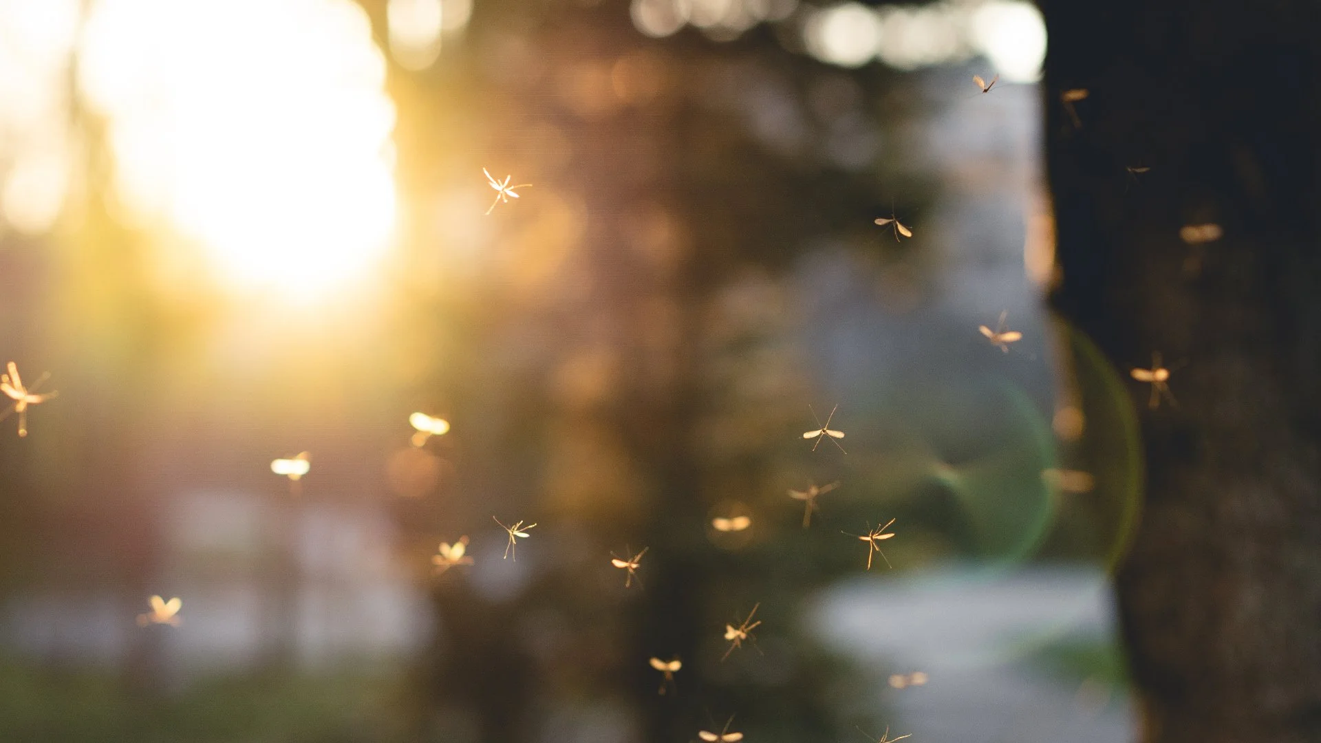 4 Things You Can Do to Reduce Mosquitoes & Enjoy an Itch-Free Outdoor Space