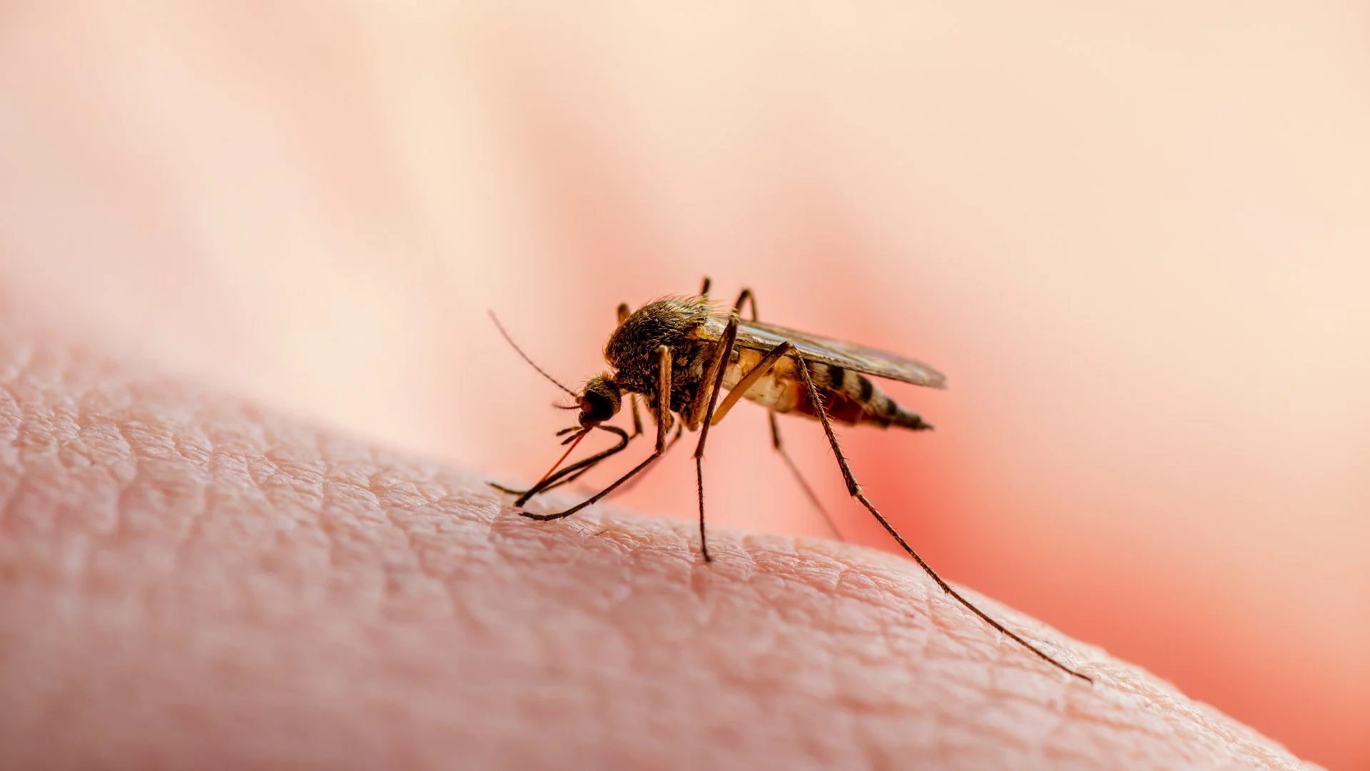 How to Prevent Mosquito Bites