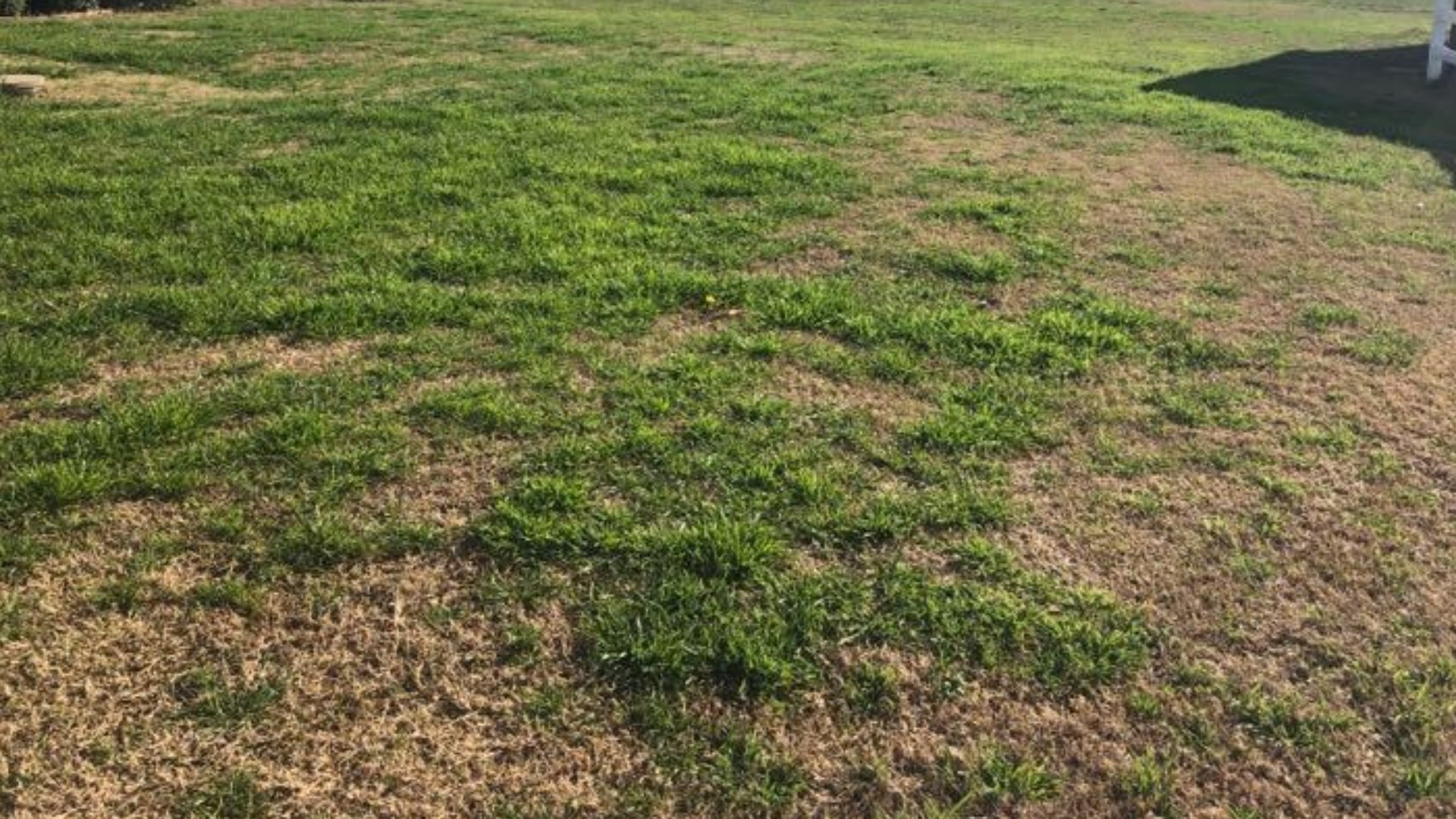 The Most Common Lawn Issues We See in Texas & What to Do About Them