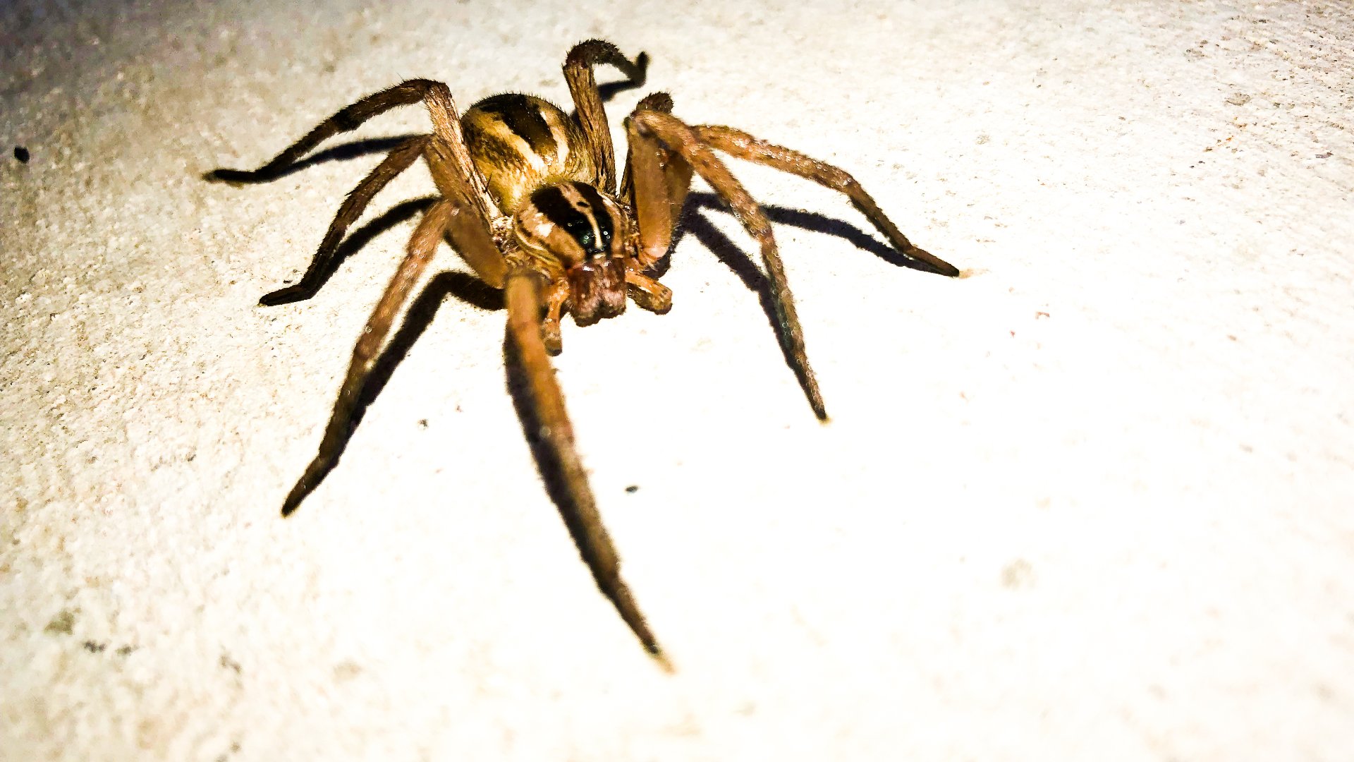 3 Things You Can Do to Keep Spiders Out of Your Home in Texas