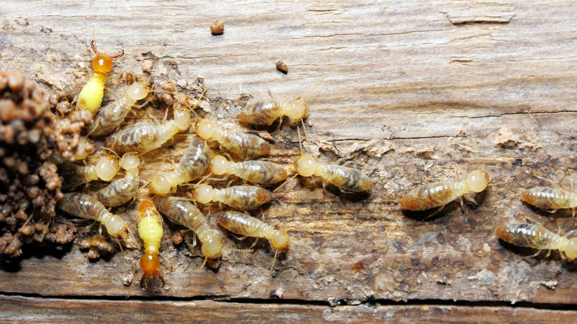 Diving Deep Into Queries About Termites: A Comprehensive Exploration