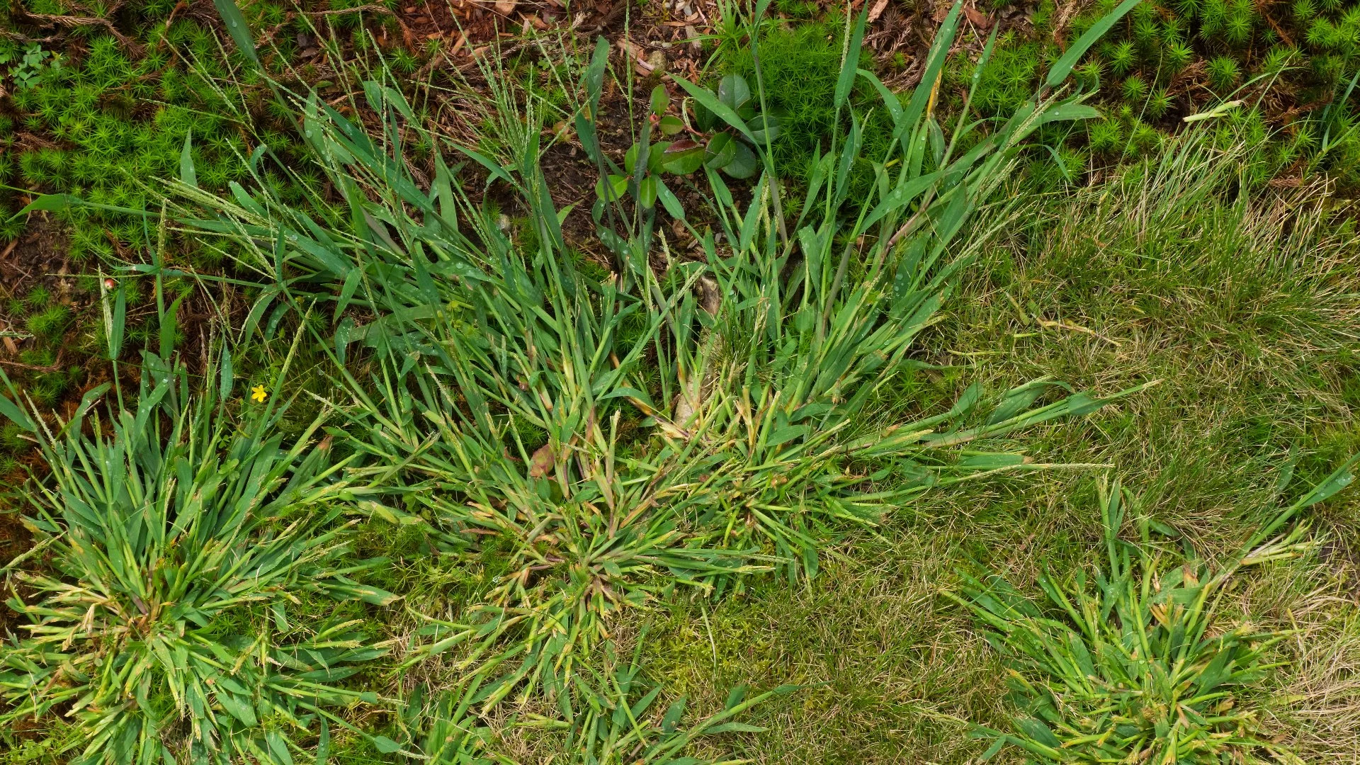 How Many Times Should I Apply Pre-Emergent Weed Control Treatments This Fall?
