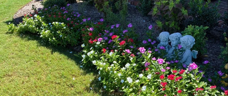 A landscape bed in Fort Worth, TX, with colorful annual flowers.