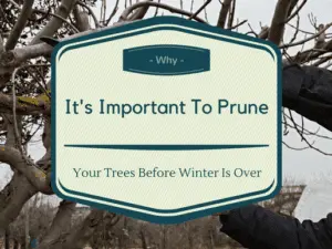 Winter Pruning: When and Why - Tree Topics