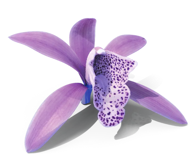 3D Purple-Flower