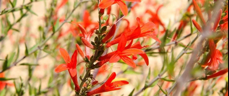 Flame acanthus plant.